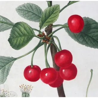Antique Print by Pierre-Joseph Redouté – Cherry Tree (Cerasus)
