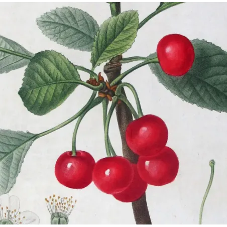 Antique Print by Pierre-Joseph Redouté – Cherry Tree (Cerasus)