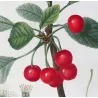 Cherry Tree (*Cerasus*) / Ceriser de Montmorency - Original engraving by Pierre-Joseph Redouté (c.1801-1819)