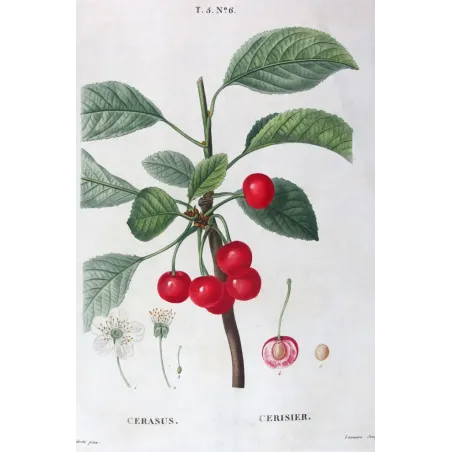Antique Print by Pierre-Joseph Redouté – Cherry Tree (Cerasus)