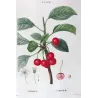 Cherry Tree (*Cerasus*) / Ceriser de Montmorency - Original engraving by Pierre-Joseph Redouté (c.1801-1819)