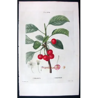 Antique Print by Pierre-Joseph Redouté – Cherry Tree (Cerasus)