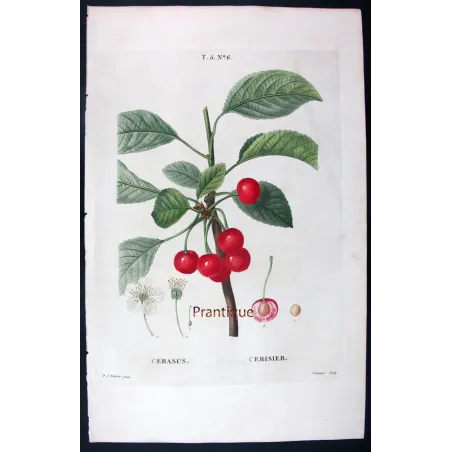 Antique Print by Pierre-Joseph Redouté – Cherry Tree (Cerasus)