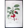 Cherry Tree (*Cerasus*) / Ceriser de Montmorency - Original engraving by Pierre-Joseph Redouté (c.1801-1819)