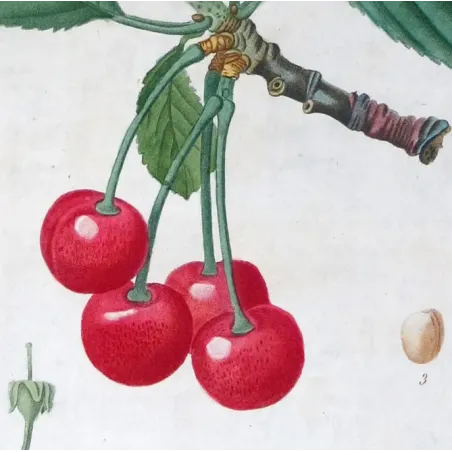 Antique Print by Pierre-Joseph Redouté – Cherry Tree (Cerasus)
