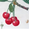 Cherry Tree (*Cerasus*) / Ceriser de Choisy- Original engraving by Pierre-Joseph Redouté (c.1801-1819)