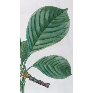 Antique Print by Pierre-Joseph Redouté – Cherry Tree (Cerasus)