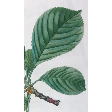 Antique Print by Pierre-Joseph Redouté – Cherry Tree (Cerasus)
