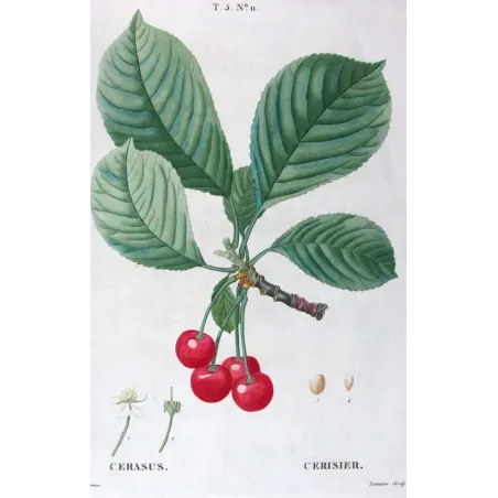 Antique Print by Pierre-Joseph Redouté – Cherry Tree (Cerasus)
