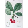 Cherry Tree (*Cerasus*) / Ceriser de Choisy- Original engraving by Pierre-Joseph Redouté (c.1801-1819)