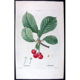 Antique Print by Pierre-Joseph Redouté – Cherry Tree (Cerasus)