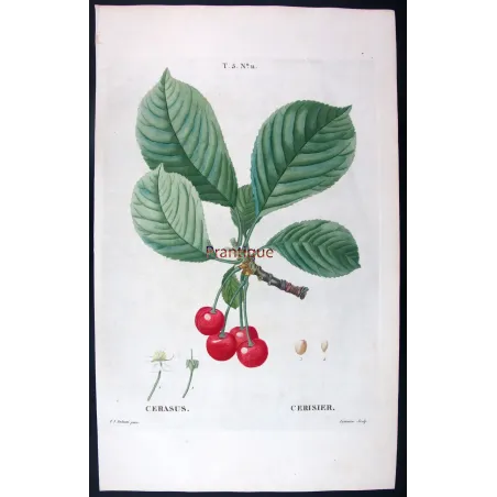 Antique Print by Pierre-Joseph Redouté – Cherry Tree (Cerasus)