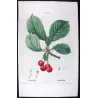 Cherry Tree (*Cerasus*) / Ceriser de Choisy- Original engraving by Pierre-Joseph Redouté (c.1801-1819)