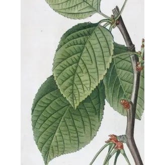 Antique Print by Pierre-Joseph Redouté – Cherry Tree (Cerasus)