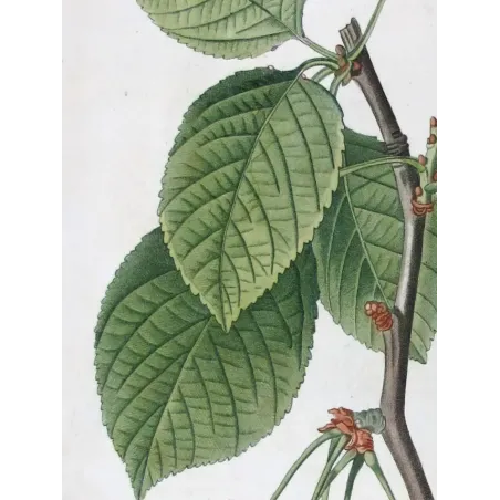 Antique Print by Pierre-Joseph Redouté – Cherry Tree (Cerasus)