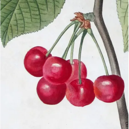 Antique Print by Pierre-Joseph Redouté – Cherry Tree (Cerasus)