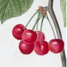 Cherry Tree (*Cerasus*) / Ceriser de Villennes - Original engraving by Pierre-Joseph Redouté (c.1801-1819)
