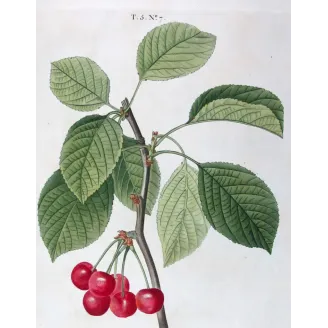Antique Print by Pierre-Joseph Redouté – Cherry Tree (Cerasus)