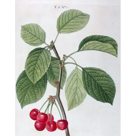 Antique Print by Pierre-Joseph Redouté – Cherry Tree (Cerasus)