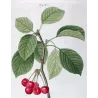 Cherry Tree (*Cerasus*) / Ceriser de Villennes - Original engraving by Pierre-Joseph Redouté (c.1801-1819)