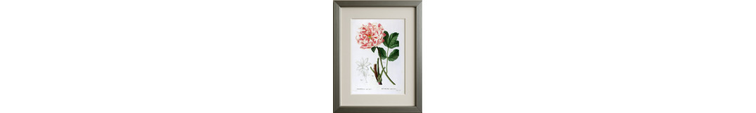 Botanical Prints