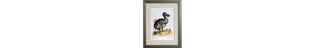 Birds & Zoology