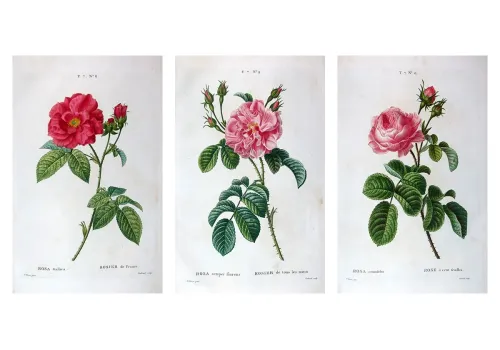 Original Antique Botanical Prints by Pancrace Bessa