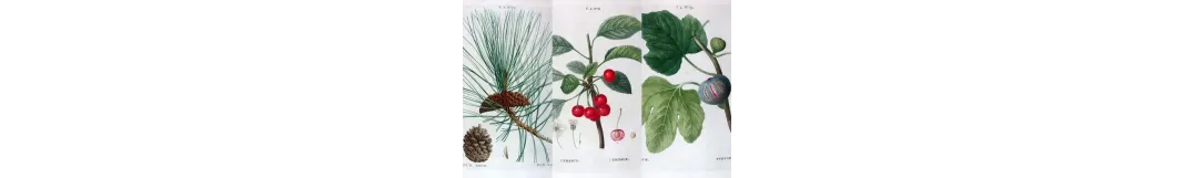 Original Botanical Prints by Pierre-Joseph Redouté