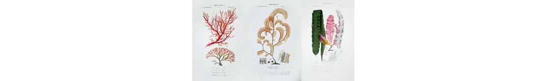 Original Botanical Prints by Pierre Jean François Turpin