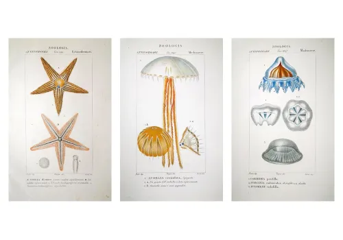 Prêtre Sea Life