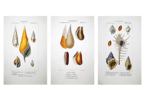 Prêtre Shells