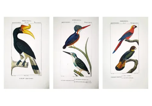 Prêtre Birds