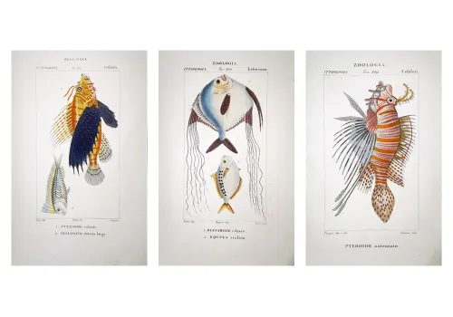 Prêtre Fishes