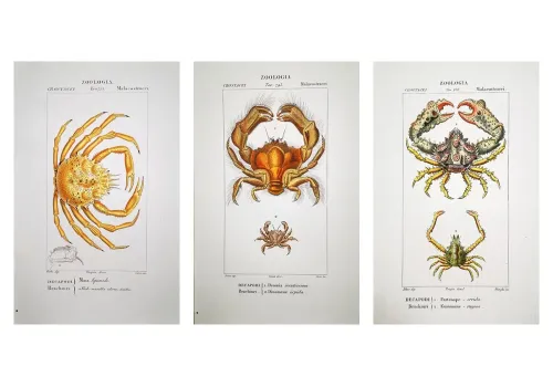 Prêtre Crabs