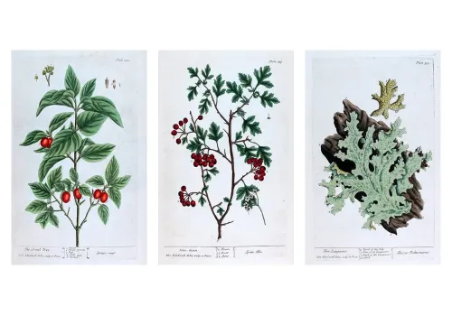 Elisabeth Blackwell – A Curious Herbal | Antique Botanical Engravings