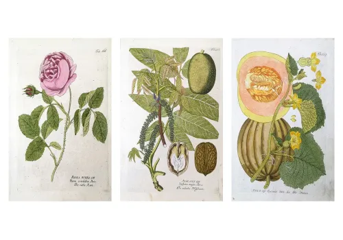 Vietz Icones Plantarum