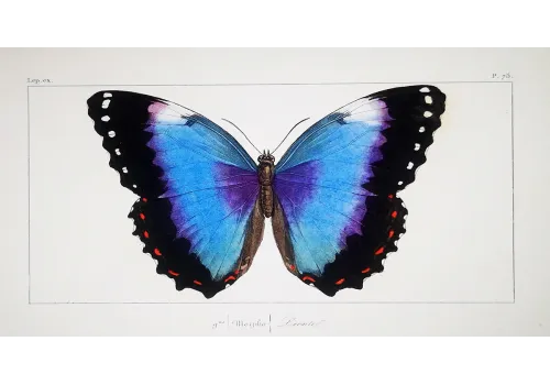 Lucas Exotic Butterflies