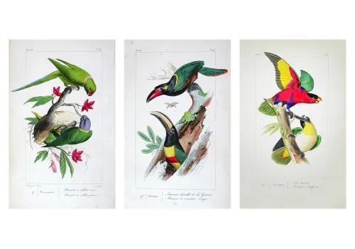 Lemaire – Exotic Birds