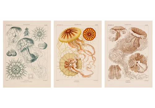 Haeckel Medusen