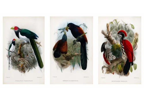 Keulemans Ceylon
