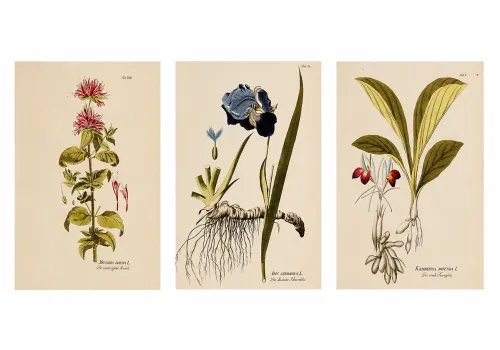 Joseph Jacob von Plenck Botanical Engravings | Icones Plantarum