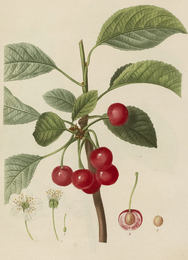 Pierre-Joseph Redouté – Cherry tree engraving (Plate IV) from Arbres et Arbustes