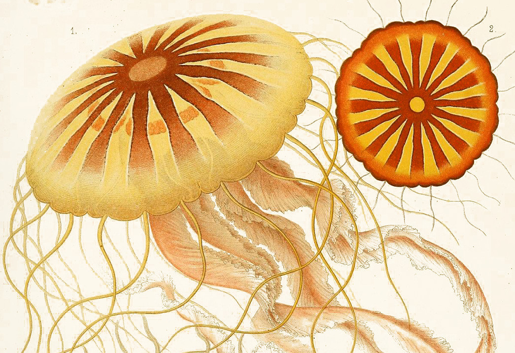 Ernst Haeckel and the Sublime Art of Das System der Medusen