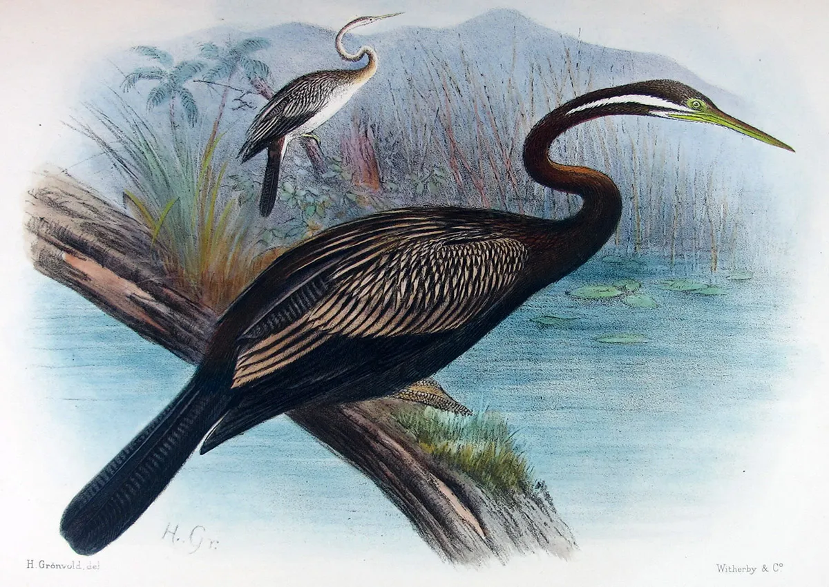 Henrik Grönvold: A Scandinavian Eye for Ornithological Grace