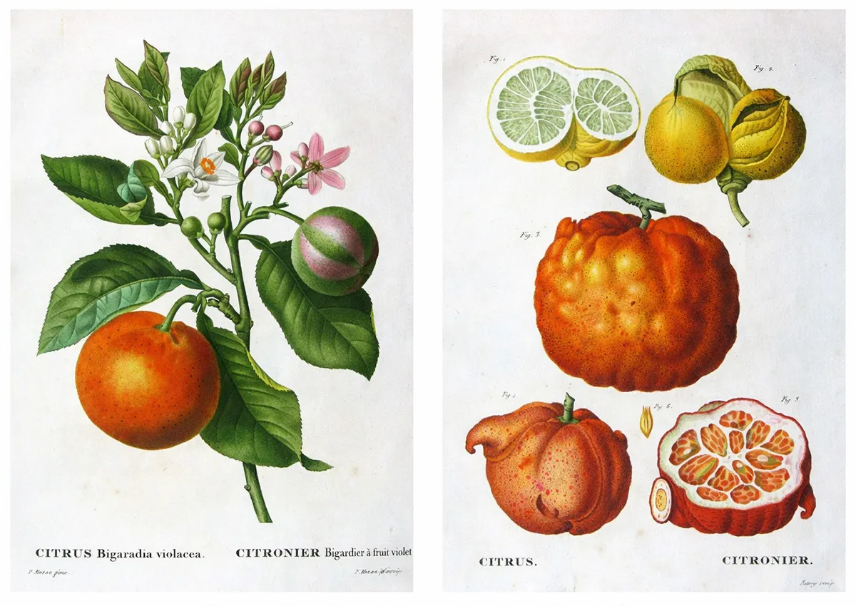 Pancrace Bessa: the Naturalist Painter of Botanical Grace