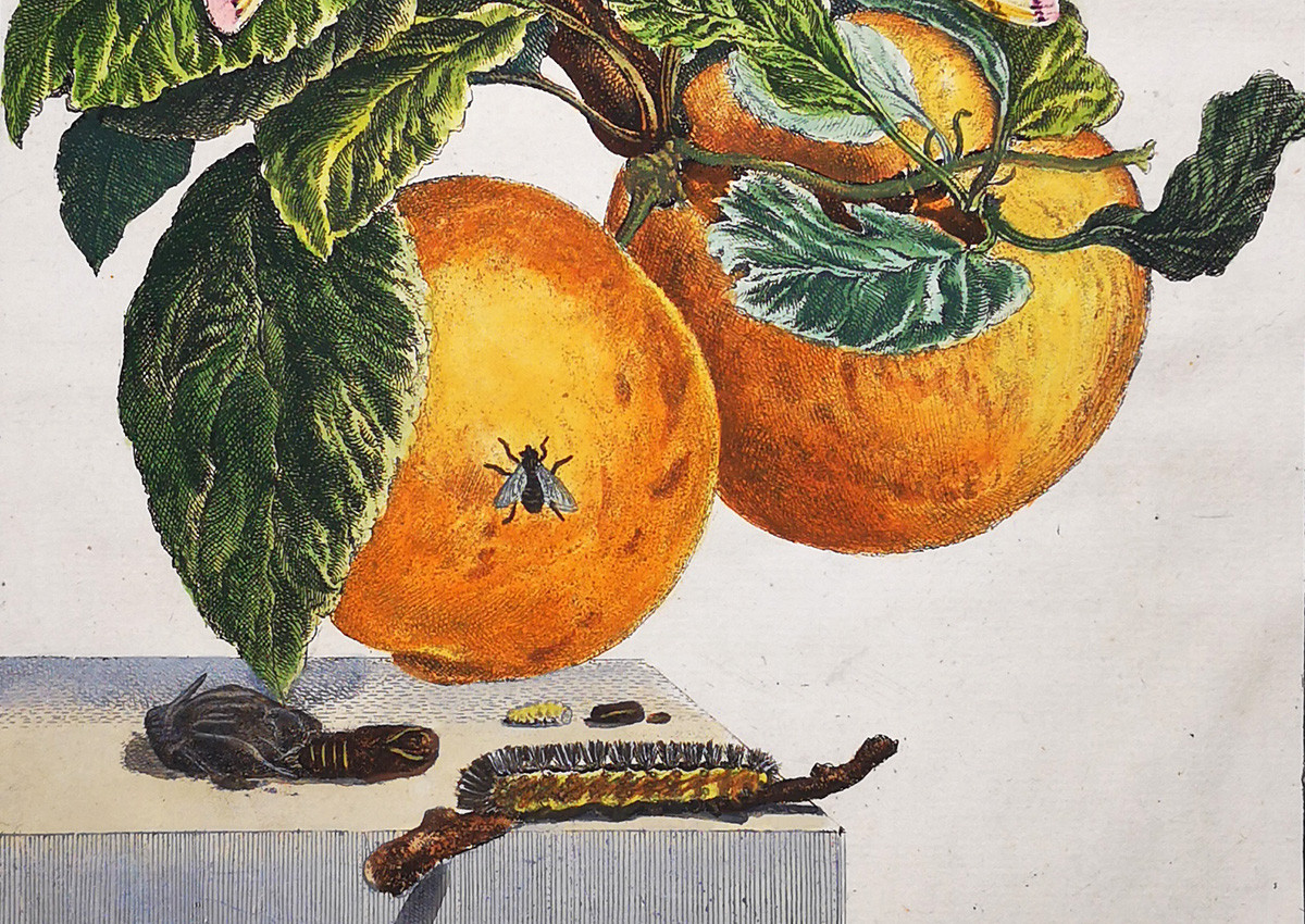 Jacob L'Admiral and the Metamorphosis of Insects – A Dutch Enlightenment Marvel (1774) Jacob L'Admiral and the Metamorphosis of Insects – A Dutch Enlightenment Marvel (1774)