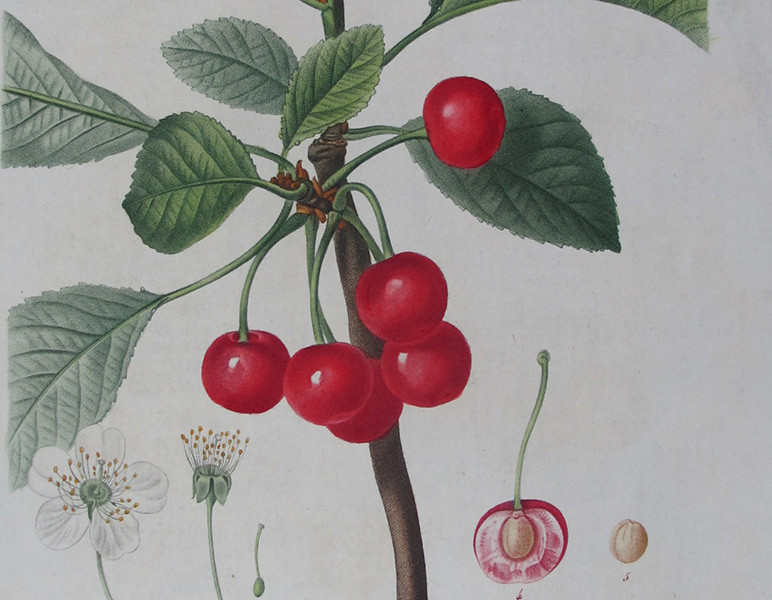 Pierre-Joseph Redouté: Floral Art in the Service of Science