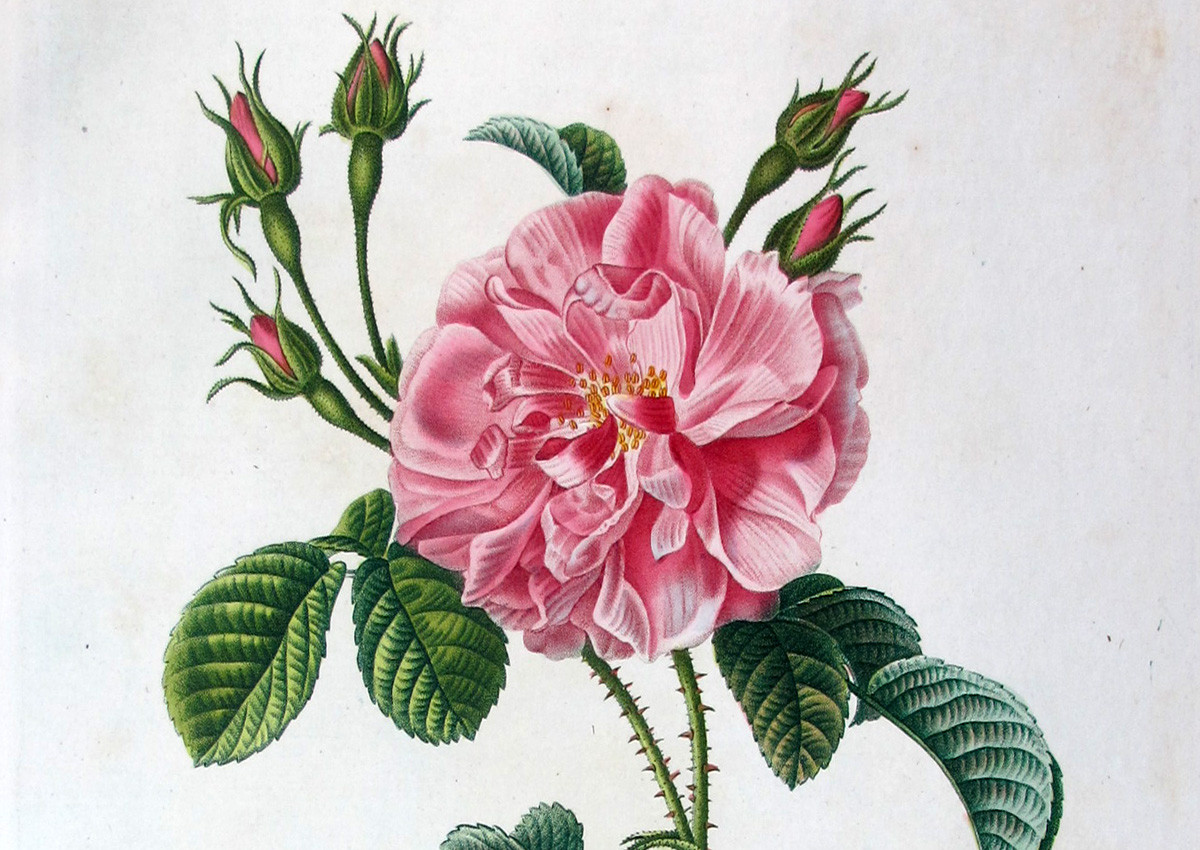 Pancrace Bessa: the Naturalist Painter of Botanical Grace Pancrace Bessa: the Naturalist Painter of Botanical Grace