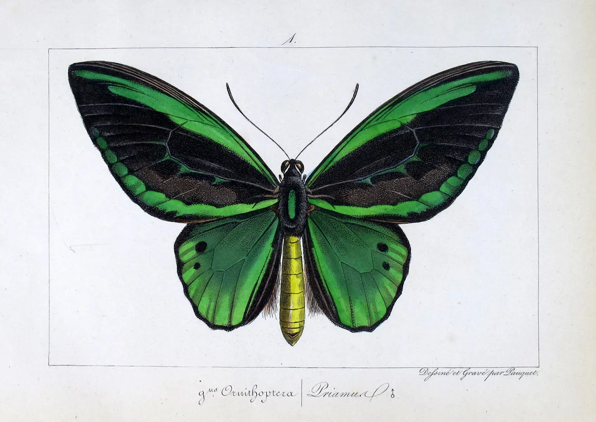 Pauquet: The Engraver Behind the Exotic Butterflies
