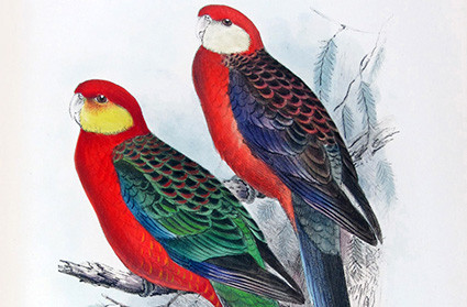 Roland Green: Dynamic Vision and Field-Born Precision in Bird Art